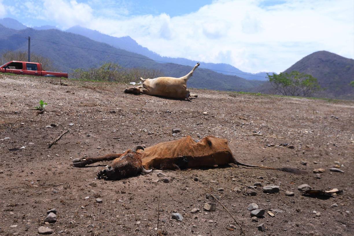 Siempre en el corredor ganadero de Olanchito, cerca de la comunidad de San José, don Alirio Rogel guiaba a doce vacas. Mientras arreaba el ganado, indicó que tenía que caminar varios kilómetros para poder encontrar un poco de pasto verde.