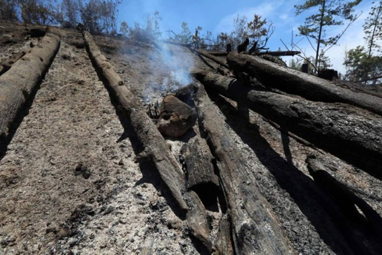 Más de 9,000 hectáreas de bosque han sido pasto de las llamas tan solo en los primeros tres meses del año según reportes de las autoridades forestales.