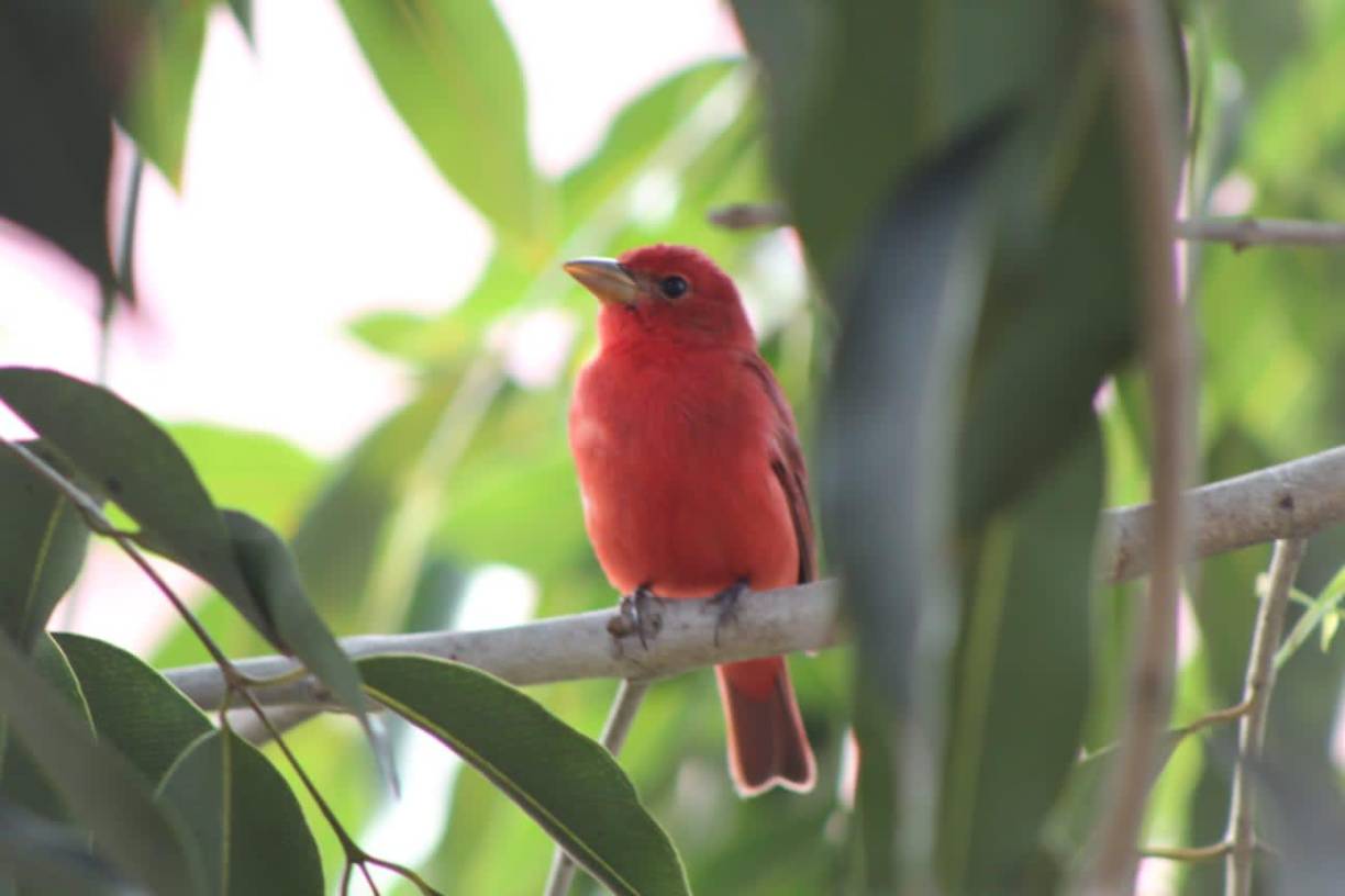 Erick Ramírez, de la Gerencia de Ambiente, director de protección y control forestal, manifiesta que son conscientes de la importancia de la montaña y hay que protegerla. Sabemos de la destrucción y se ha actuado en torno a estos casos, pero necesitamos una legislación especial.