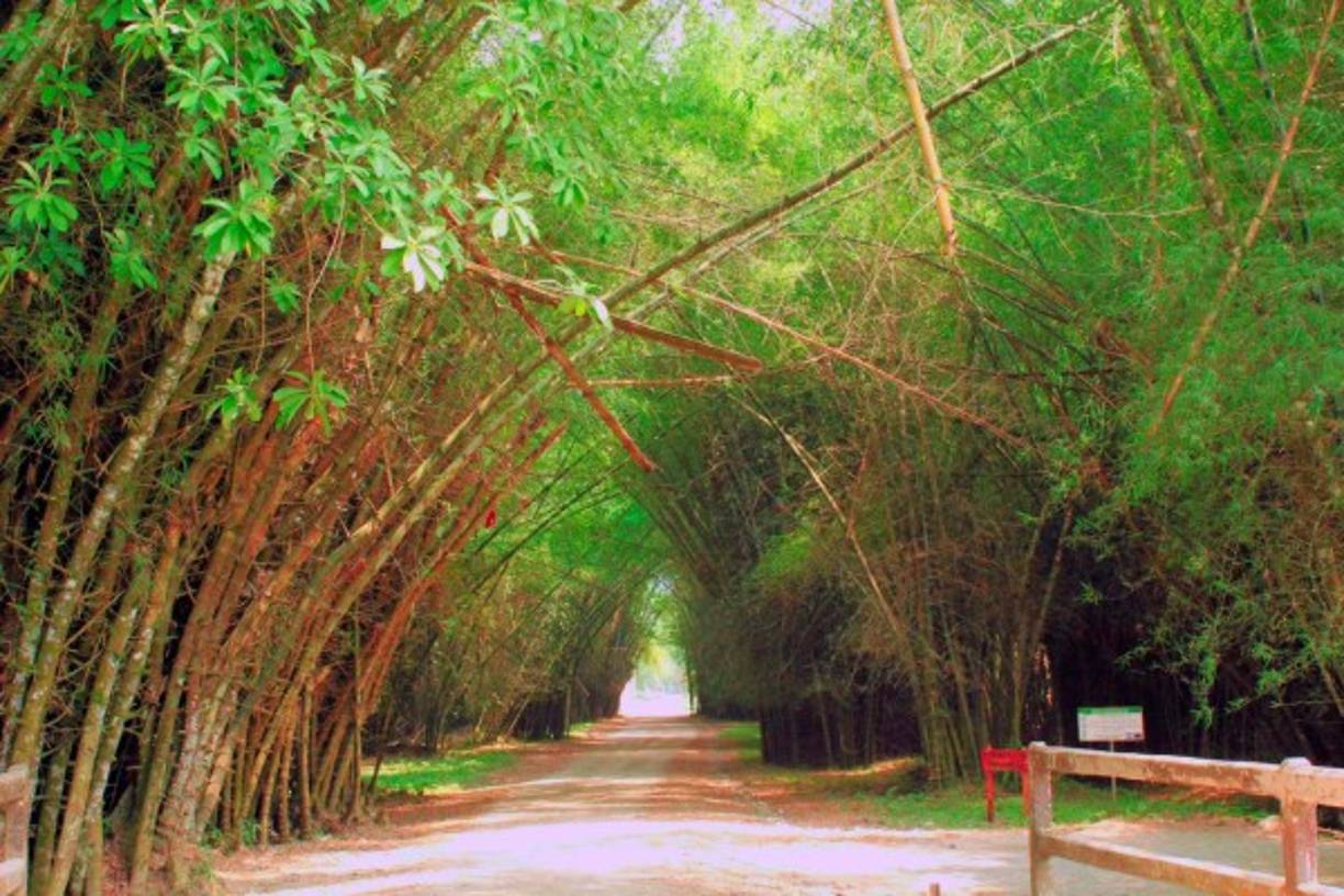 Lancetilla es la joya verde de Honduras, una bella área protegida, un encantador bosque húmedo tropical que cuenta con una gran biodiversidad de flora. Este paraíso natural, localizado a unos metros de una de las entradas de Tela, puede deleitar a cualquier visitante ya que es un verdadero tesoro.