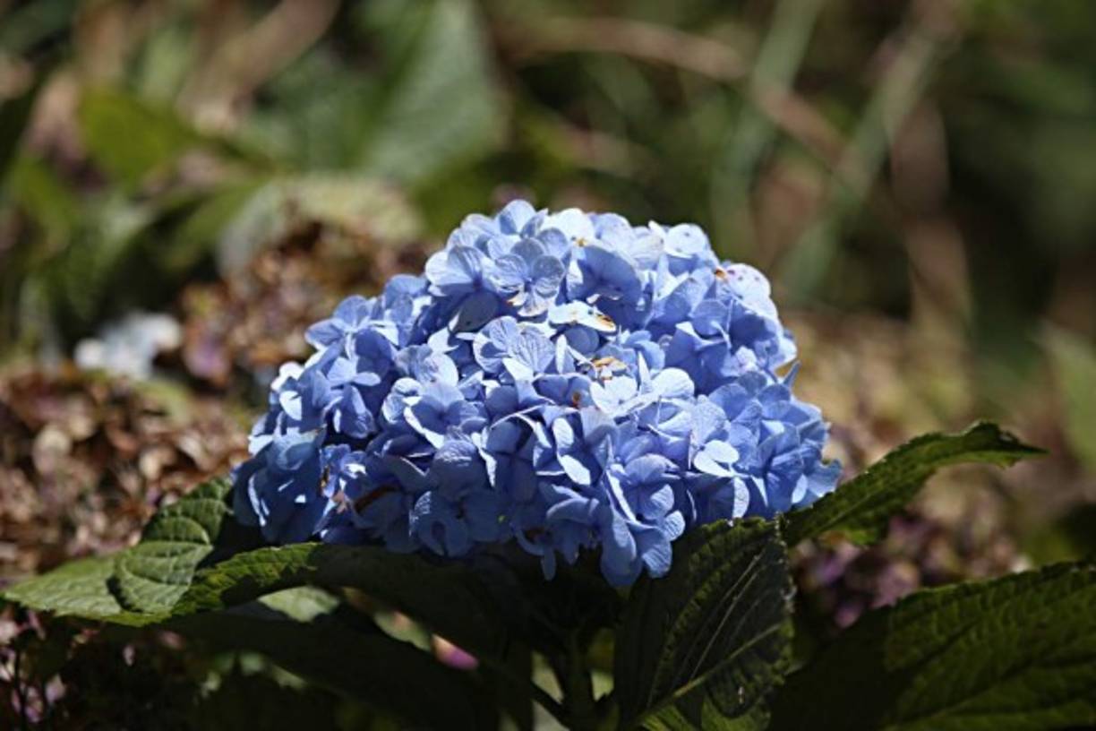 La flora del Cusuco es muy diversa, a lo largo de su extensión alberga más de 900 diferentes formas de vida vegetal.