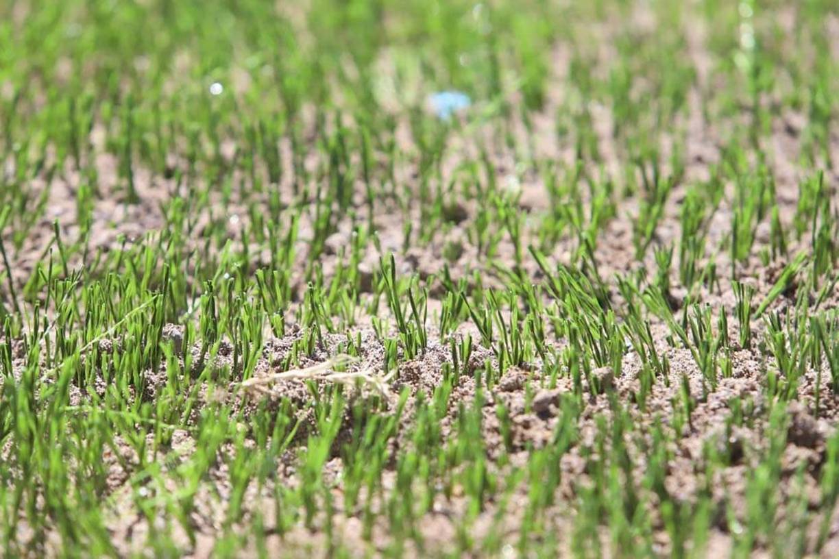 El césped híbrido del estadio Nacional Chelato Uclés tendrá una área de 8,250 metros cuadrados.