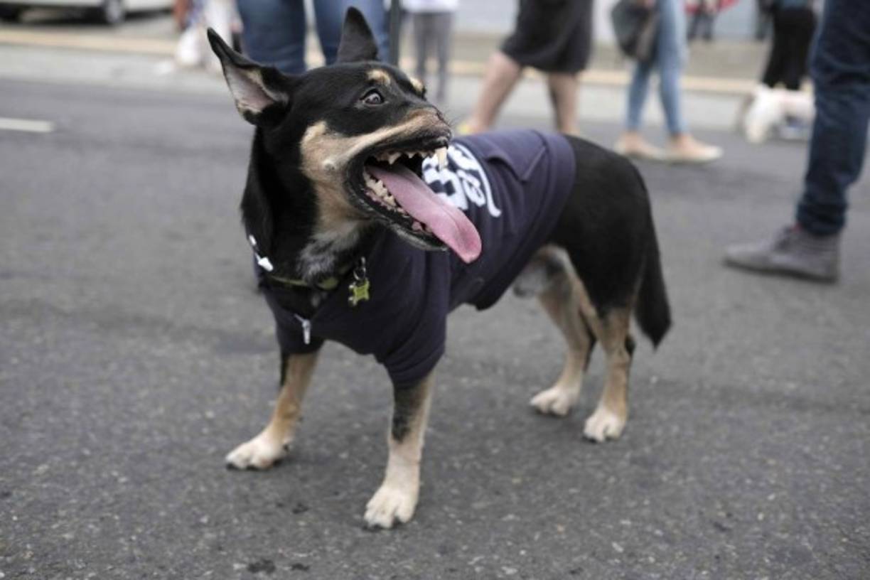 Duke camina y socializa con normalidad con otros perros y personas. Parece no importarle haber perdido medio hocico, incluida su nariz y parte de su dentadura, hace un año a causa de un machetazo, un crimen que a partir de hoy se castigará con tres años de cárcel en el país centroamericano. EFE