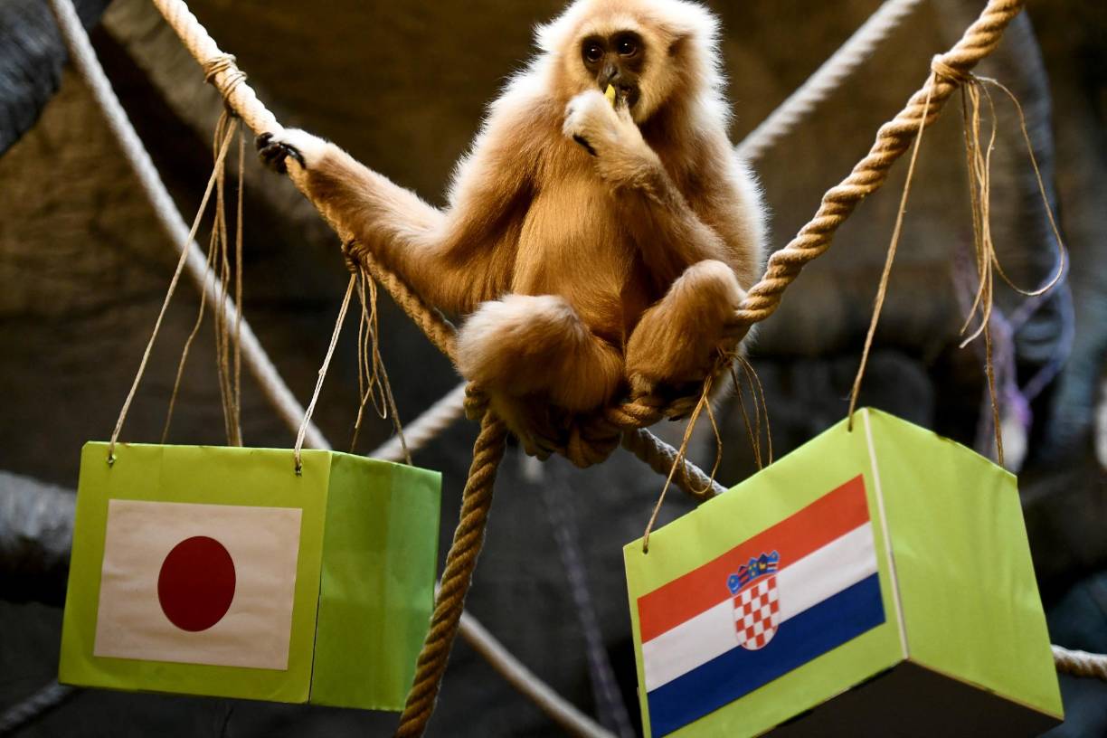 Al brindarle las opciones (cajas), que llevan la misma comida en cada una de ellas.