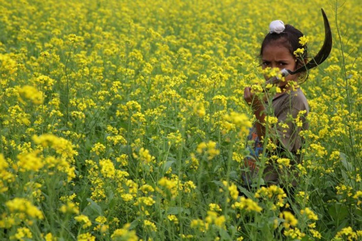 India. Niña entre la mostaza. Una niña trabaja en un campo de mostaza en flor cerca de la frontera con Pakistán.