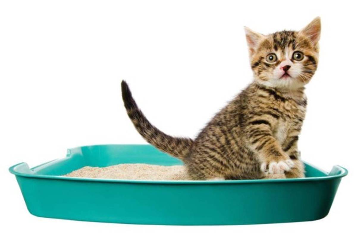 Arena de gato: Llena una media o calcetín con arena de gato y colócala dentro de tu zapato durante dos noches. El material que contiene la arena ayuda a absorber el mal olor por completo. Para terminar a la perfección el proceso, déjalos bajo el sol un día y podrás usarlos al siguiente sin problema alguno.