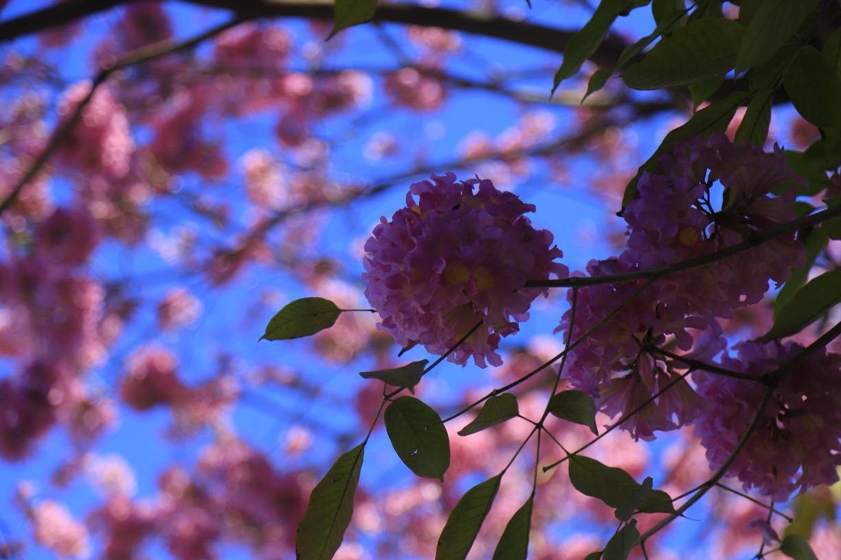 Árbol de gran belleza natural, es utilizado como ornamental y su madera es muy preciada en la Ebanistería. Se puede plantar en lugares abiertos y amplios, tales como: Plazas, Parques, bulevares, rotondas, calles y avenidas espaciosas, áreas verdes residenciales y en pequeños arboretos recreativos.