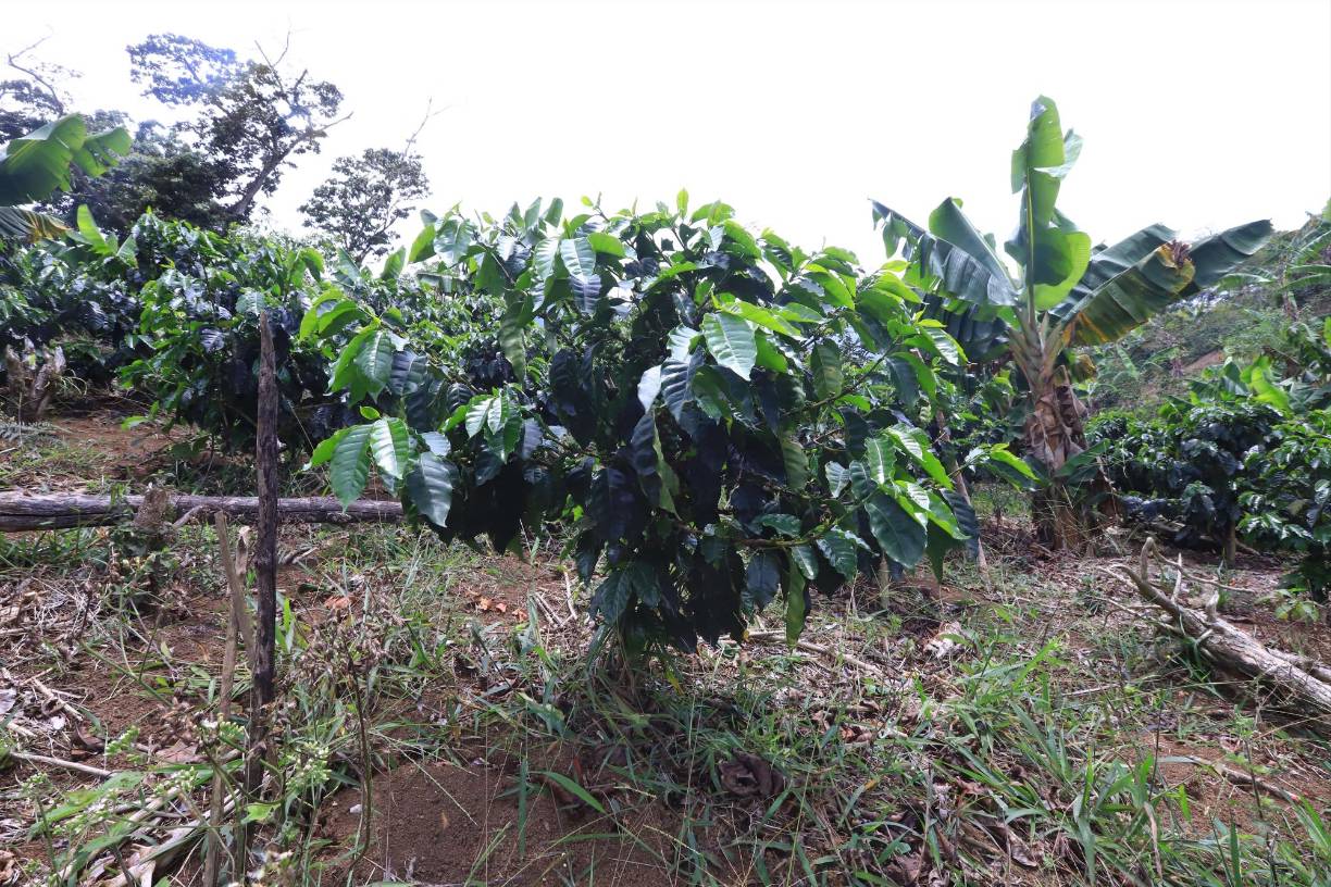 Con notable felicidad manifestó que tras llevarse el primer lugar y participar en la subasta electrónica logró reunir el dinero suficiente para saldar deudas de trabajo, construir una casa y, lo que considera más importante, cumplir la promesa que le hizo a Dios.