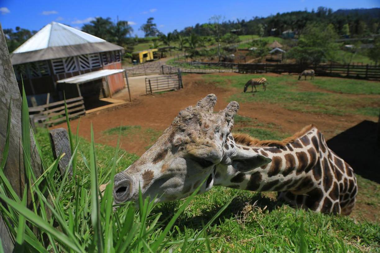 Tigres, hipopótamos, avestruces, leones, cebras, jaguares, camellos, venados, guacamayas, cocodrilos, monos, entre otros, son algunas de las 68 especies que se encuentran en el sitio, a unos ocho kilómetros del centro de Santa Cruz de Yojoa.