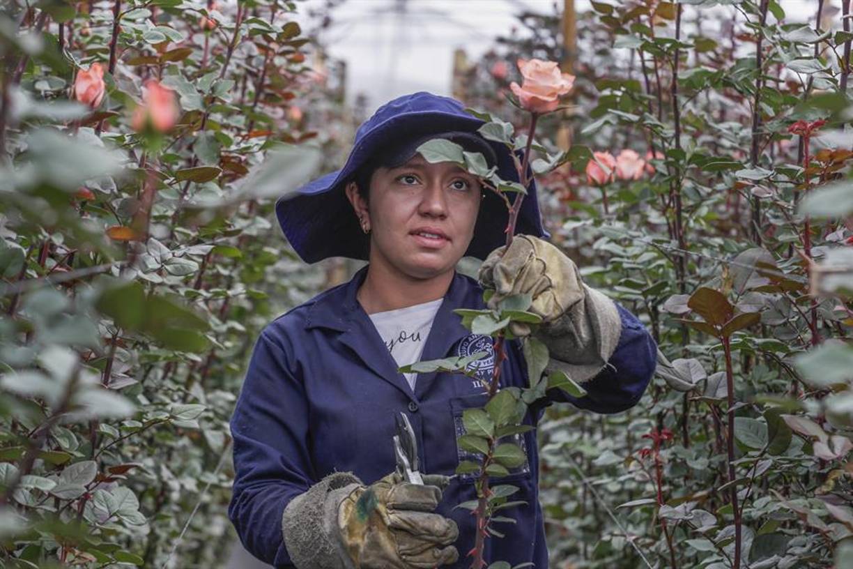 En ese sentido, Solano recuerda que los cultivadores se han especializado en mercados, pues los compradores “tienen preferencias por unas flores, por unas variedades, por unos colores y se siembra de acuerdo a los momentos de cada país, de manera que eso no se cambia de la noche a la mañana” si de diversificar mercados se trata.