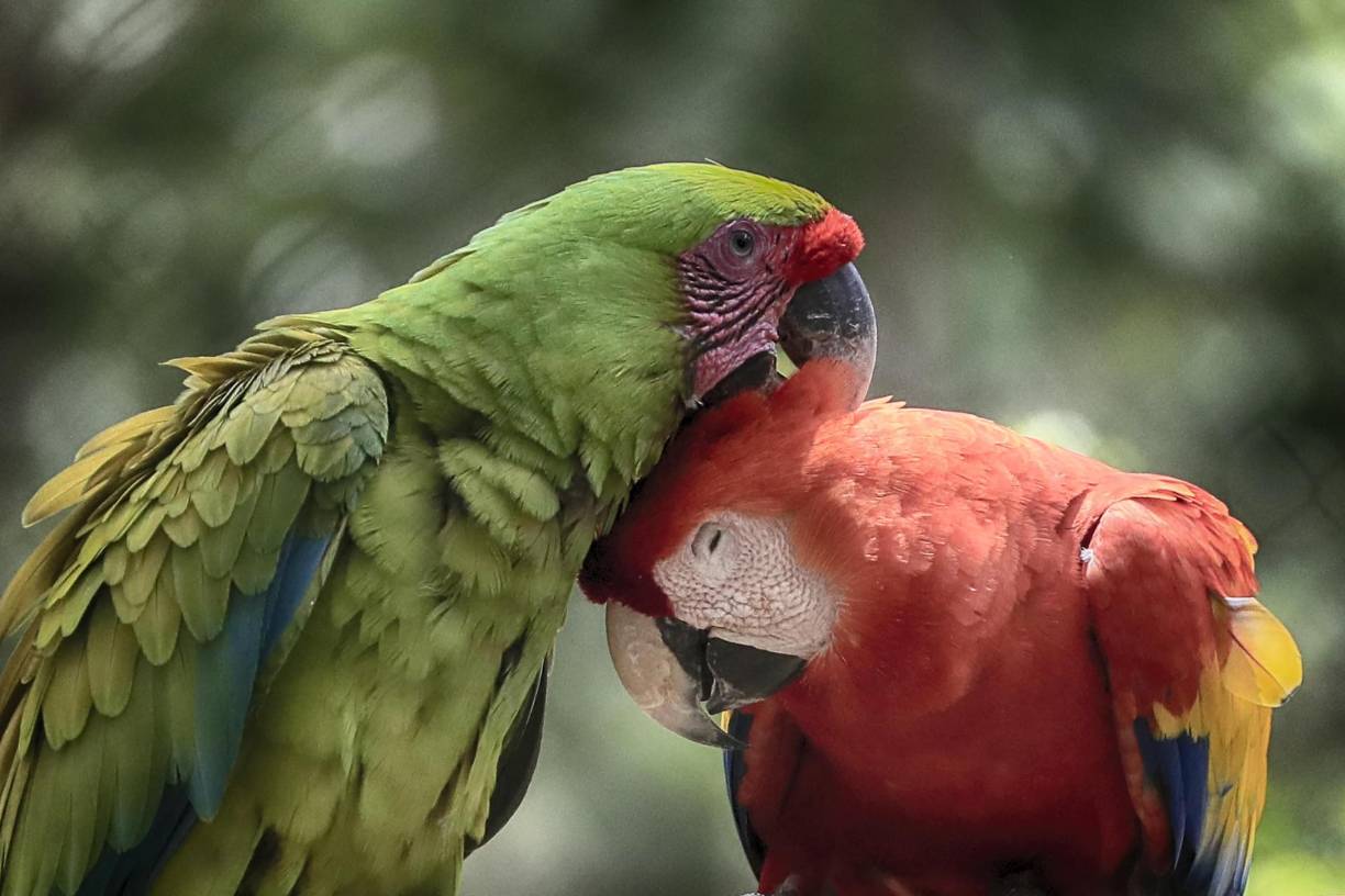 Fotografía de dos guaras en recuperación, el 4 de junio del 2024, en el Centro Nacional de Conservación y Recuperación de Especies Rosy Walther que posee una colección de 24 especies de mamíferos, en Tegucigalpa.