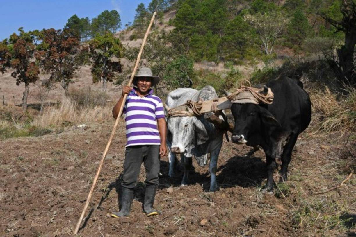 El arador hondureño Carlos Acosta, 43, trabaja en San Jose de Soroguara.<br/><br/>En zonas remotas del país se sigue utilizando el yugo para el arado, sin embargo cada vez decrece más este oficio.