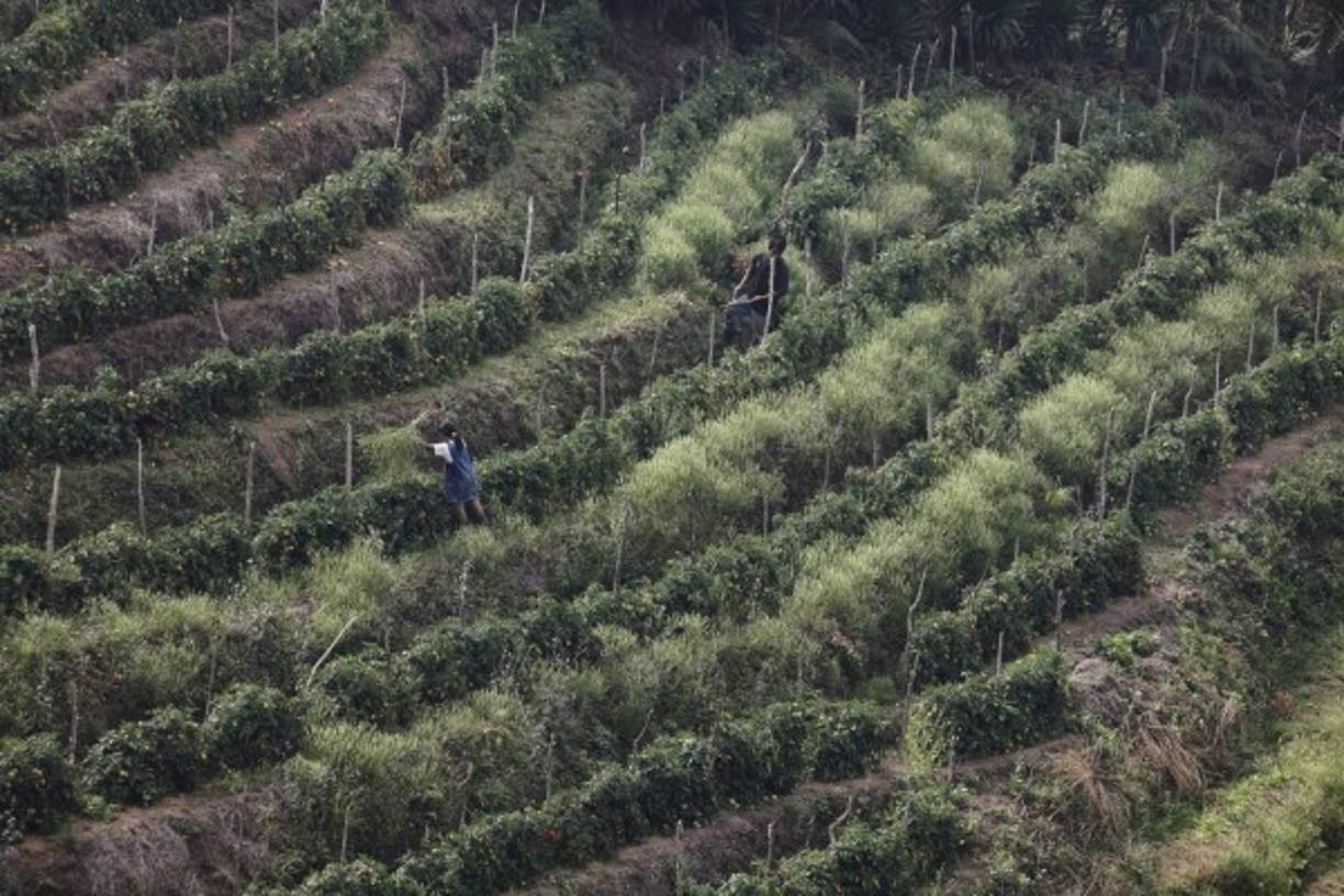 Panorámica de una tomatera en El Merendón.