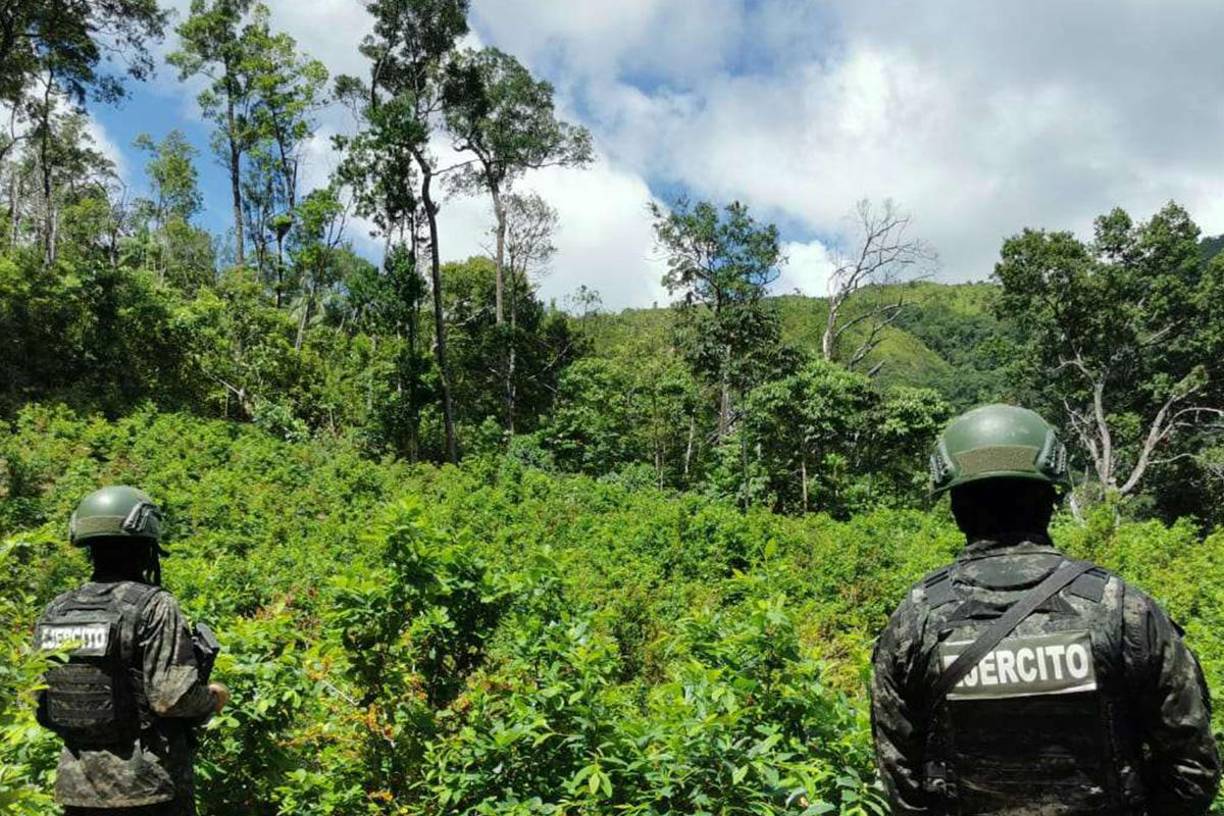 La plantación de los arbustos de hoja de coca estaba en una zona inhóspita de Iriona, Colón, que es uno de los departamentos donde más se cultiva el alcaloide.