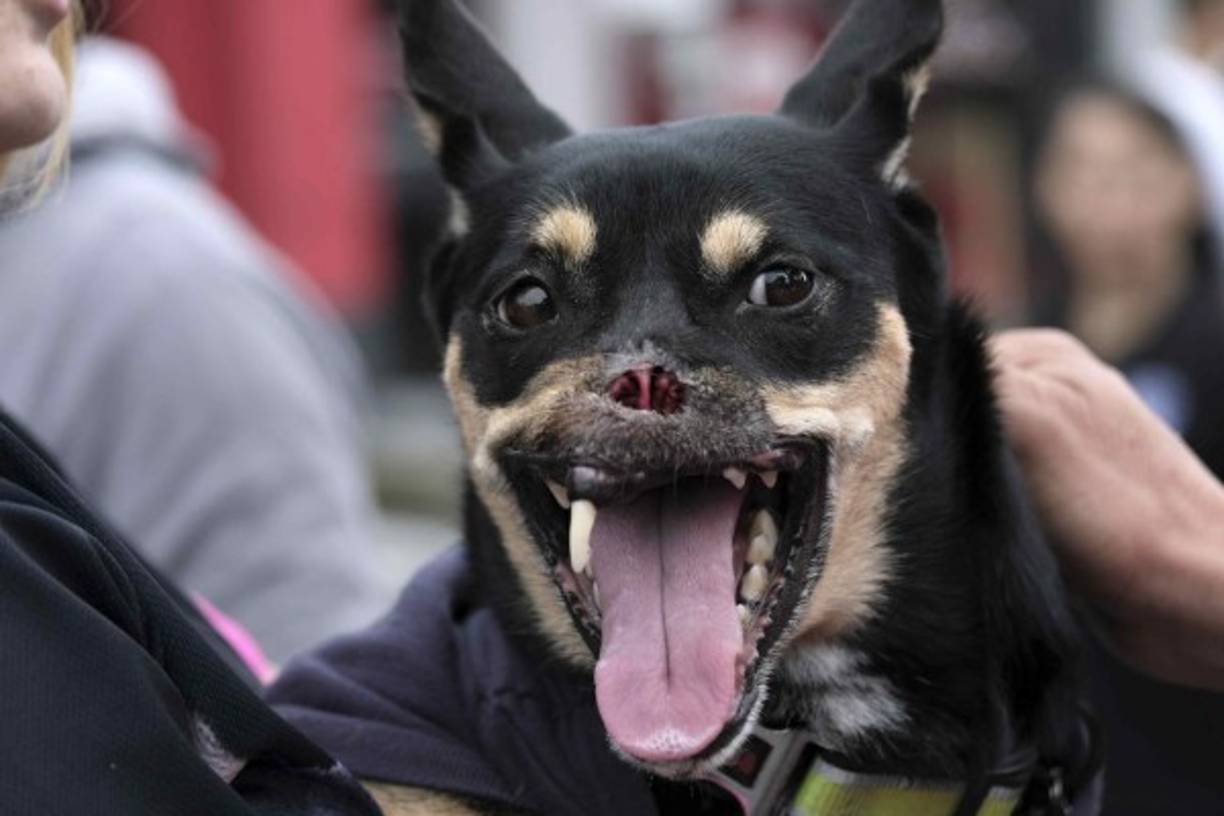 La lucha contra el maltrato animal en Costa Rica tiene un rostro icónico: Duke, un perro que sobrevivió a una brutal agresión con un machete y que el pasado 11 de junio fue invitado especial de la firma de la Ley que castiga con cárcel a quienes maltraten animales domésticos.EFE