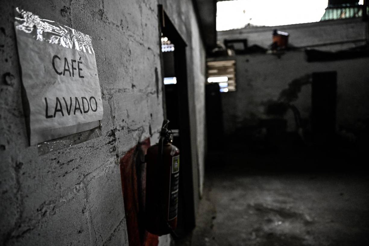 Biscucuy cosecha entre el 60% y 70% del café venezolano, pero su producción es cada vez más difícil