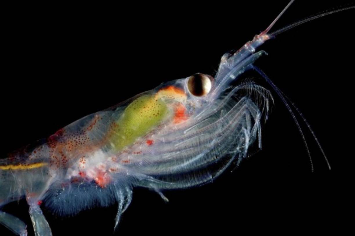 CONSERVACIÓN. Piden proteger vida de la Antártida. Krill, crustaceo que habita en las aguas de la Antartida. La WWF pide crear una gran reserva en esa zona praa mitigar los efectos del cambio climático. Foto: EFE/Ingo Arndt