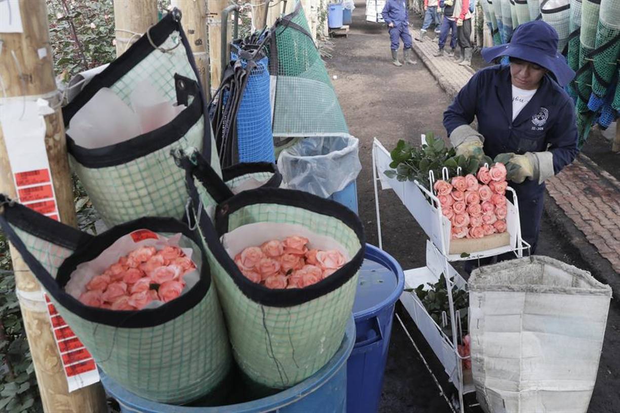 “Tengo más de 40 años con la empresa y gracias al trabajo he podido educar mis tres hijos que hoy en día son profesionales”, dice a EFE Ángela González, una de las 900 operarias del Grupo Andes, que tiene dos fincas en las afueras de Bogotá.