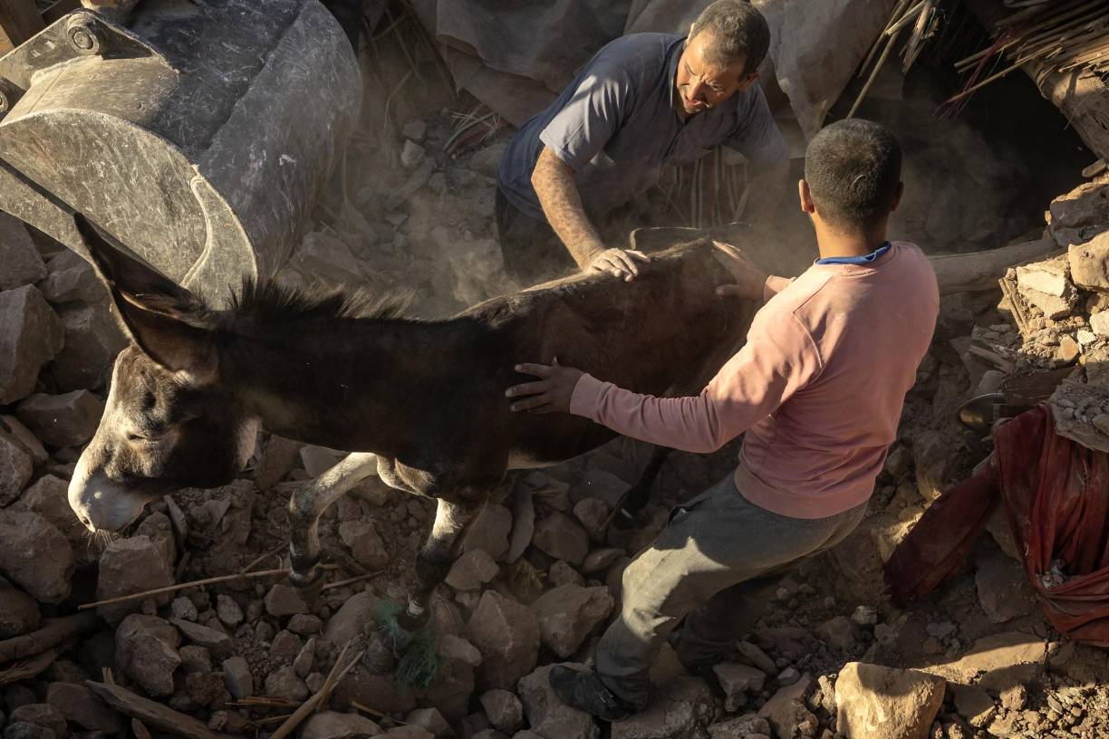Luego de varios intentos, agentes de rescate pudieron sacar el burro atrapado entre las piedras y la tierra. El terremoto en <b>Marruecos</b> provocó la muerte de más de dos mil personas, autoridades consideran que la cifra aumentará.