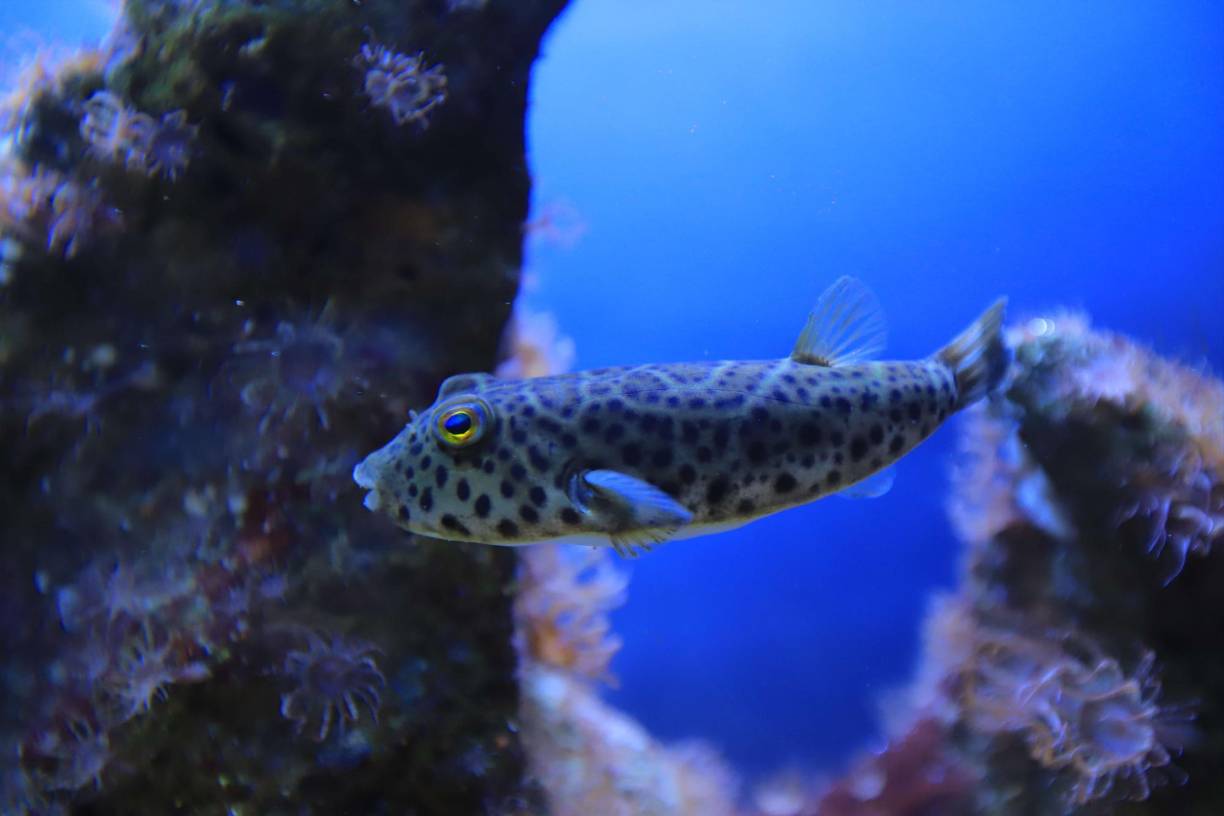 Corales, moluscos, erizos, los atractivos de Tela Marine