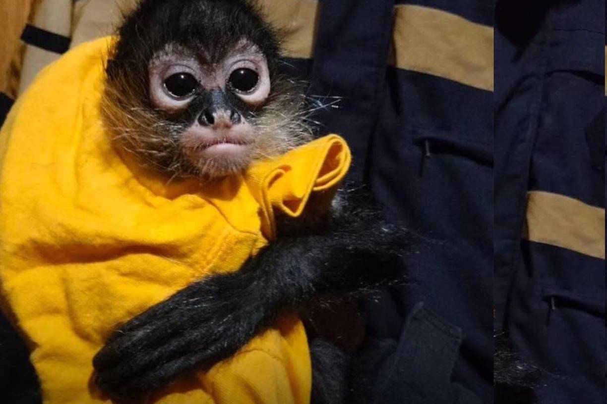 Mono decomisado a la banda criminal conocida como “Los Arroyo” en la colonia CTM El Risco, alcaldía Gustavo A. Madero de Ciudad de México.