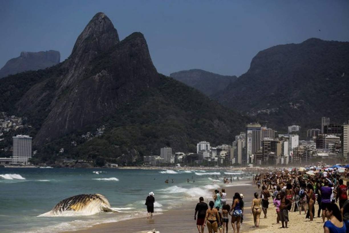 Brasil. aparece una ballena muerta. Una ballena de 15 metros encontraron muerta frente a la turística playa de Ipanema de Río de Janeiro.