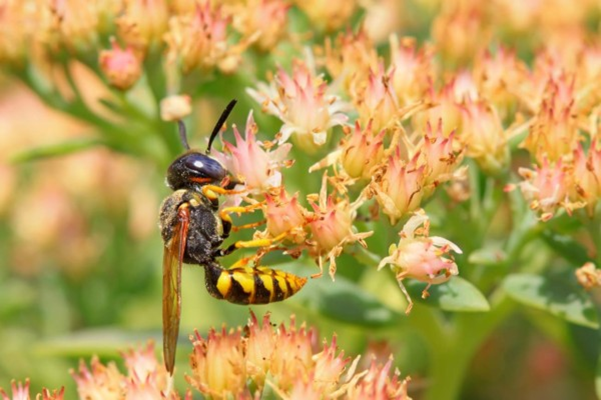 El aguijón de este avispón japonés es capaz de traspasar capaz de ropa especial usada para las abejas.