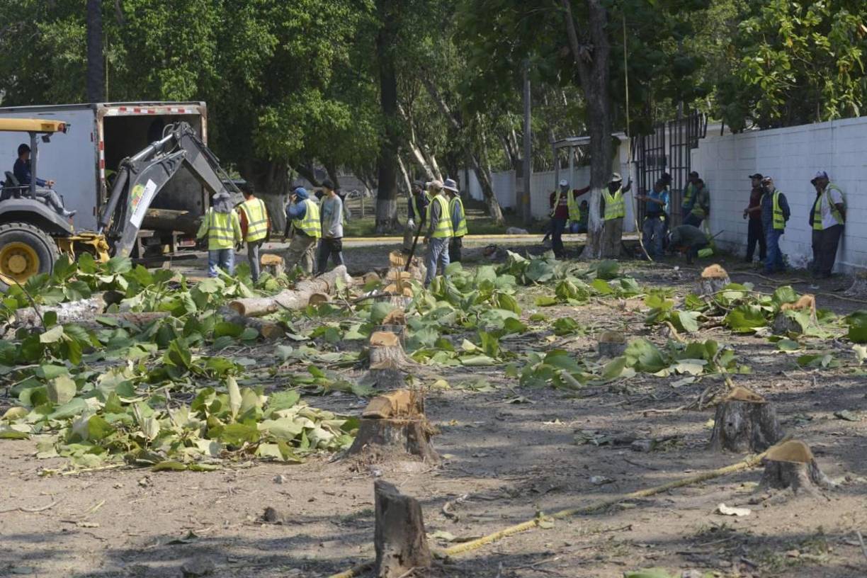 Para empezar la obra se cortaron 65 árboles.