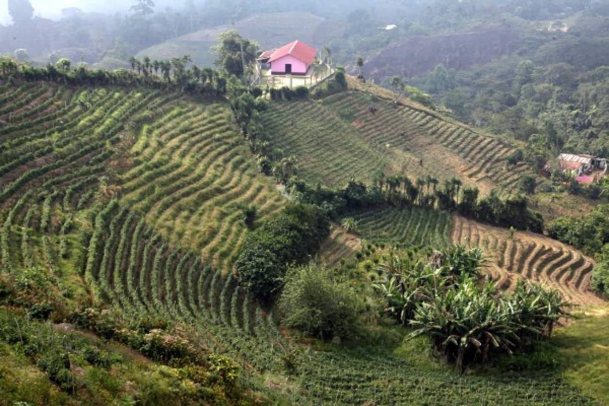 Siembras de tomate y perejil.