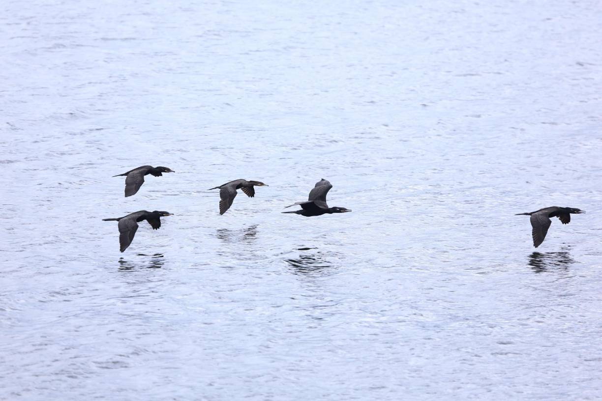 Los famosos cormoranes o patos salvajes que tienen en vilo a los pescadores, ya que arrasan con cardúmenes enteros, se pueden apreciar alzando vuelo, pues se cruzan libres y felices por todo el embalse. Son el atractivo ya que vuelan bajo y cerca de las embarcaciones. 