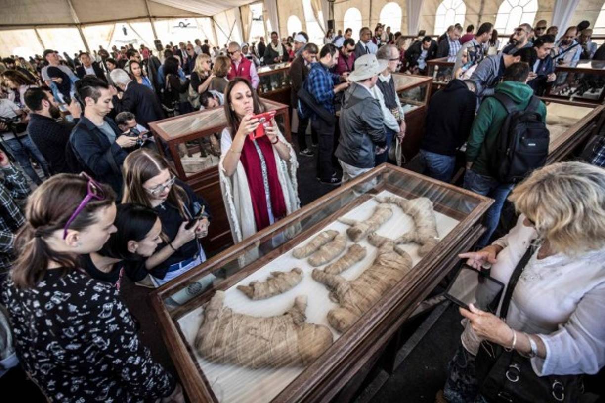 Las vitrinas que tenían mayor expectación eran la de los cachorros de león y la del escarabajo gigante.
