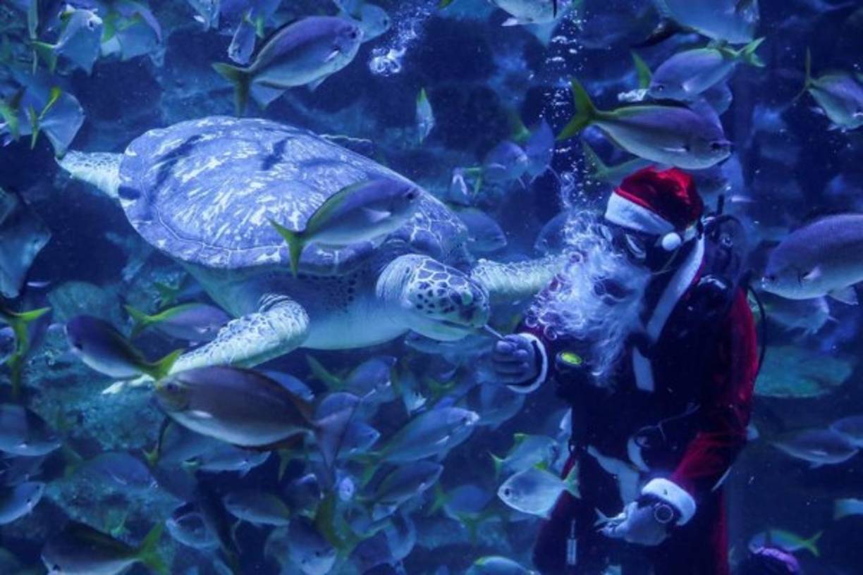 Un submarinista disfrazado como Santa Claus alimenta a una tortuga en el acuario de Kuala Lumpur, Malasia con motivo de la Navidad.