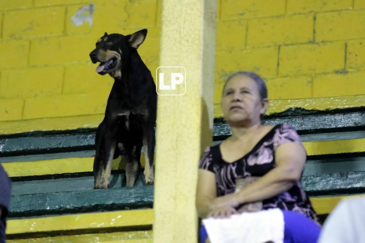 ‘Firulais‘ no se perdió el triunfo del Honduras Progreso contra la Real Sociedad en el estadio Humberto Micheletti.