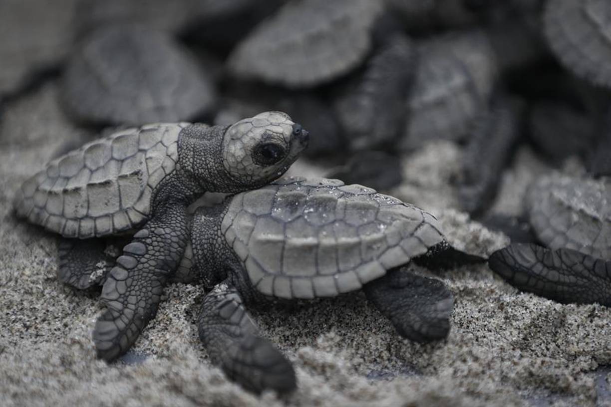  Un total de 280 neonatos tortugas loras fueron liberados este viernes “para hacer su recorrido y ejercitar sus pulmones” en la amplia playa de Punta Chame, en el Pacífico de Panamá, donde esa especie llega a anidar, según explicó a EFE la Fundación Tortuguías, dedicada a la conservación de esta especie vulnerable.