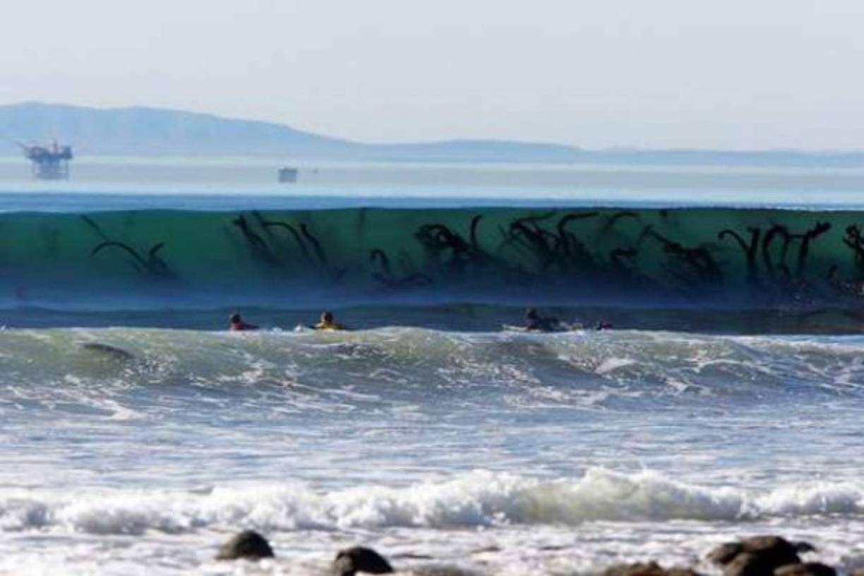 No me gustaría entrar al mar y ver eso.