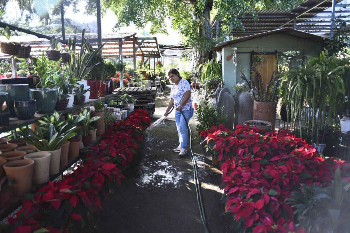 Aunque parecen unas plantas asociadas únicamente al invierno y a las fechas concretas de Navidad, lo cierto es que, si se cuida correctamente, estas las flores de pascua pueden durar todo el año