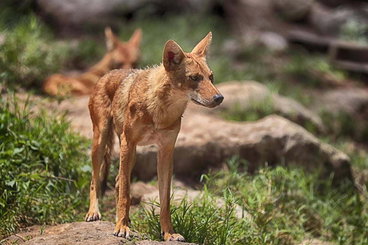 Fotografía de un coyote en recuperación, el 4 de junio del 2024, en el Centro Nacional de Conservación y Recuperación de Especies Rosy Walther que posee una colección de 24 especies de mamíferos, en Tegucigalpa.