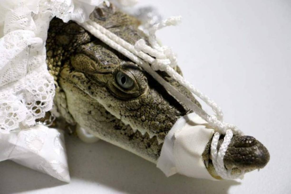 Una vez finalizada la boda se les cantan rondines a los novios durante un desfile por las calles del pueblo. Luego, el reptil es liberado de nuevo a la naturaleza, momento en el que se le retiran las cuerdas que le amarran la mandíbula.