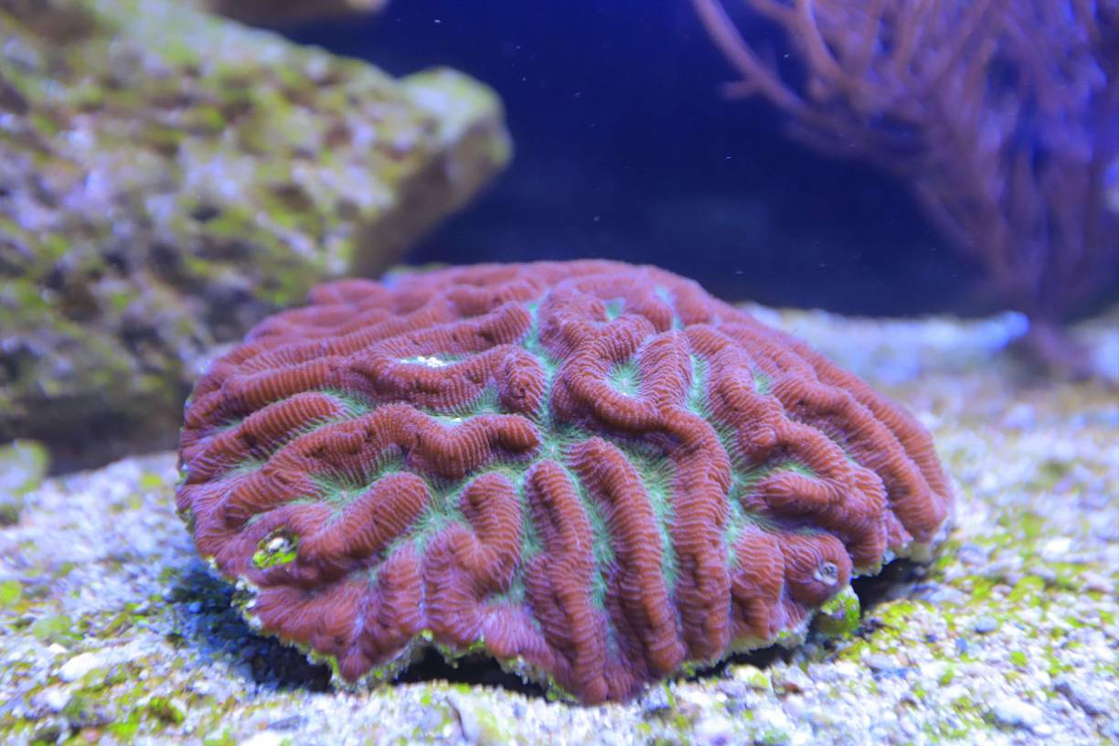 Corales, moluscos, erizos, los atractivos de Tela Marine