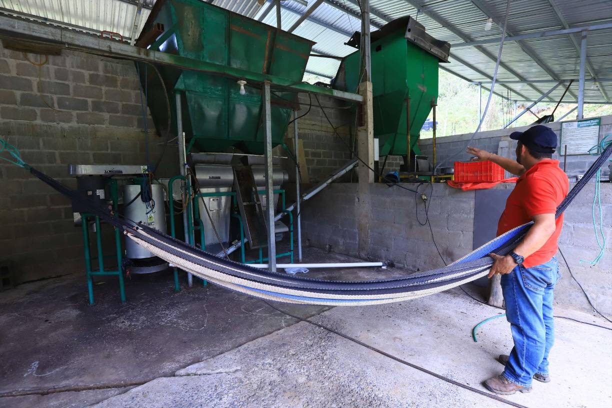 No obstante, indicó que hubo cuatro años en los que no pudo concursar debido a que necesitaba renovar sus fincas, pero nunca desistió de su meta. En 2016 solicitó un préstamo y compró una máquina para el beneficiado de su café, y debido a que algunos productores le solicitaban este servicio, hace dos años logró hacerse de una segunda máquina y establecer su propio beneficio.