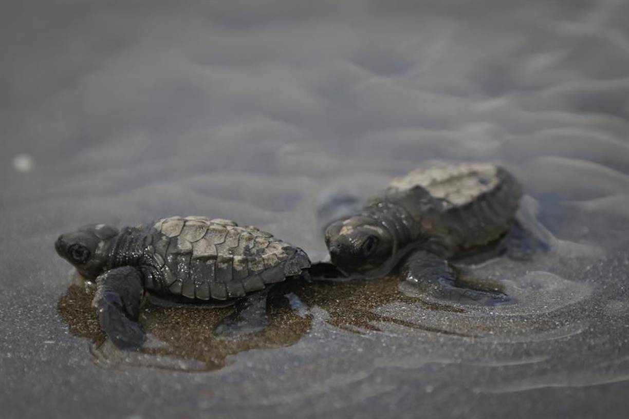 “Si encontramos tortugas tomamos los datos biométricos y vemos el estado de salud. También si es una tortuga que ya ha vuelto aquí. En esta playa (...) también hacemos el plateado de tortugas y ya tenemos una data de las que han anidado y aquí regresan los años siguientes”, comunicó Moreno.