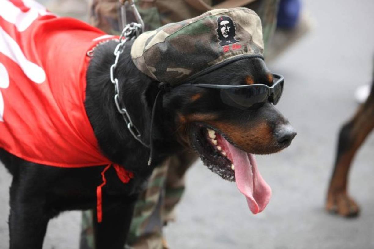 Este perrito simpatizante de El Che también acudió a los desfiles en Tegucigalpa.