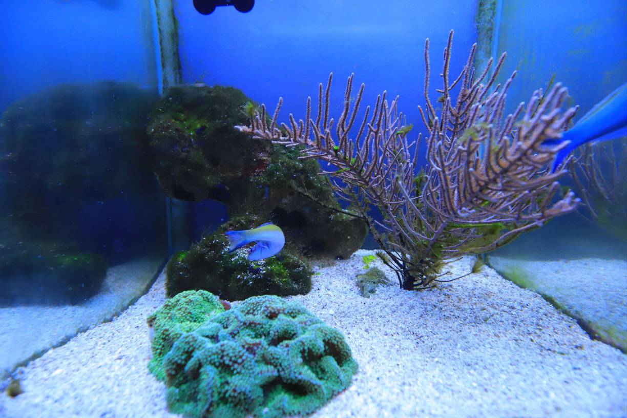 También hay moluscos, crustáceos y otros invertebrados.