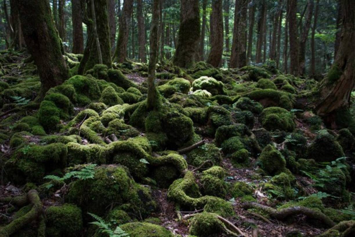 El bosque Aokigahara, Japón ► “Aoigahara“ se conoce como el Mar de Árboles, pero también a este lugar le llaman ”El bosque de los suicidas'. No solo es una ruta turística popular sino también el lugar favorito de los suicidas de Tokio y sus suburbios. Las autoridades hacen todo lo posible para prevenir la muerte de los ciudadanos. Para esto, el bosque se patrulla con regularidad, los senderos tienen cámaras de vigilancia y números de teléfono que ofrecen asesoría psicológica, y los habitantes locales reportan a todas las personas sospechosas a la policía.<br/>