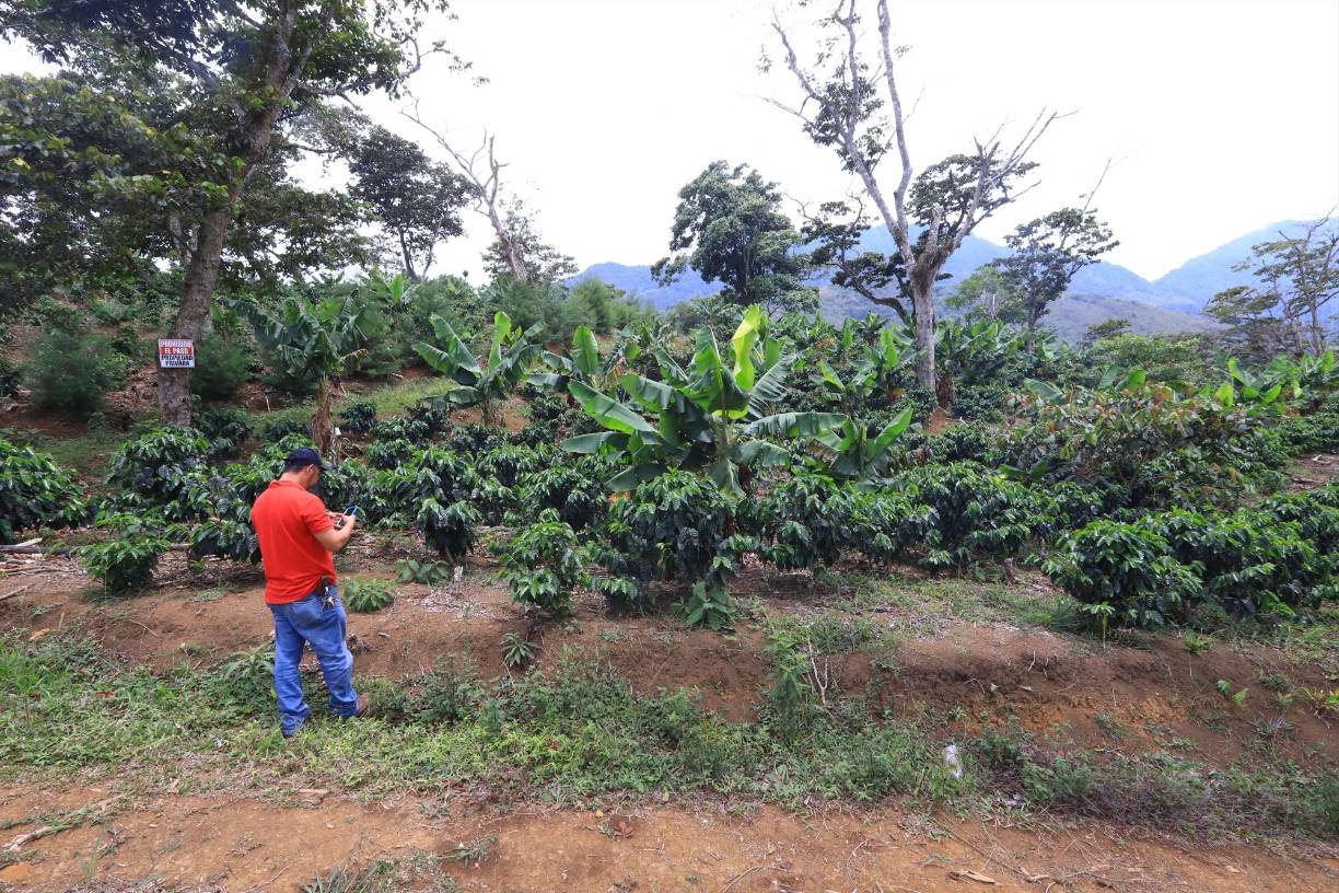 Tinocó reveló que pertenece a la tercera generación de una familia de caficultores radicada en Santa Bárbara, pero no fue hasta 2008 cuando comenzó a dar los primeros pasos hacia la producción de cafés especiales.