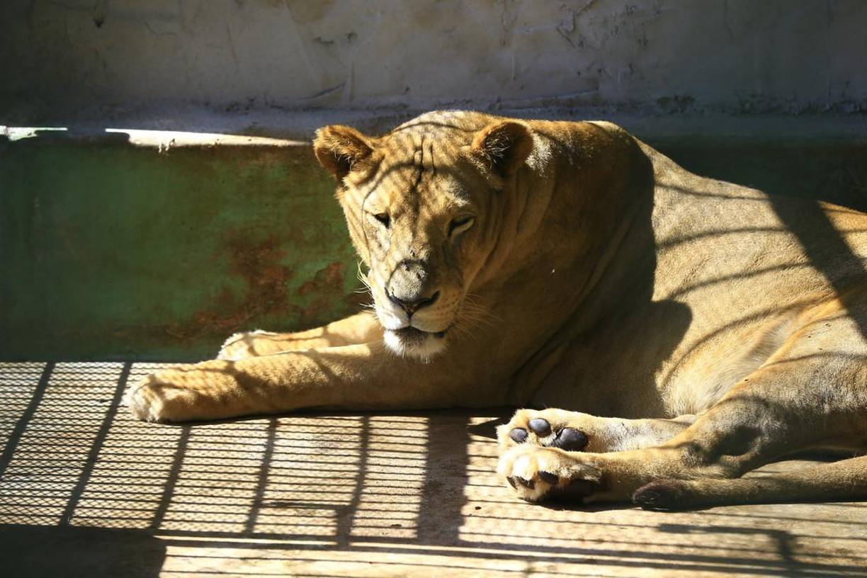 El Joya Grande hay varias leonas y todo se han visto afectadas por el evidente abandono.