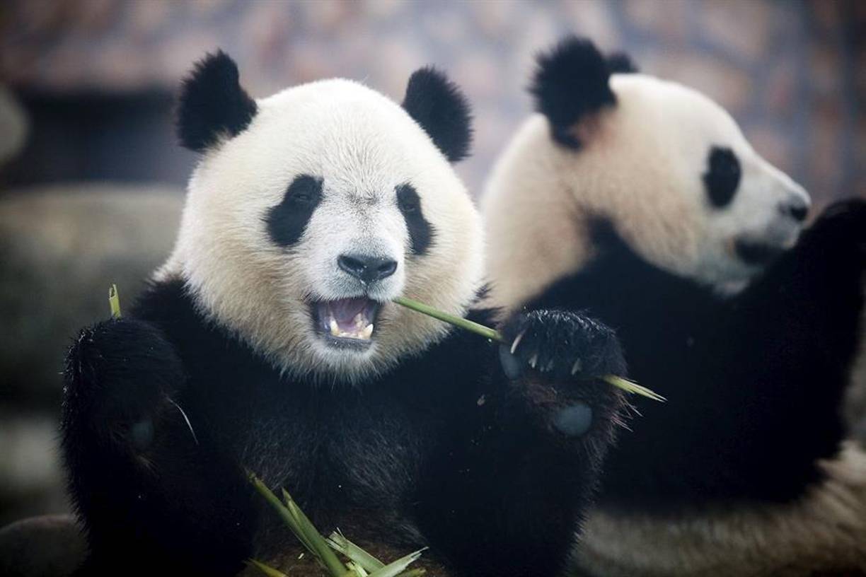 Hasta entonces, algunos grupos limitados de personal del zoológico, voluntarios y algunos socios tendrán la oportunidad de visitar a los pandas y ayudarles a acostumbrarse a las vistas, sonidos y olores de las multitudes antes de su debut público.