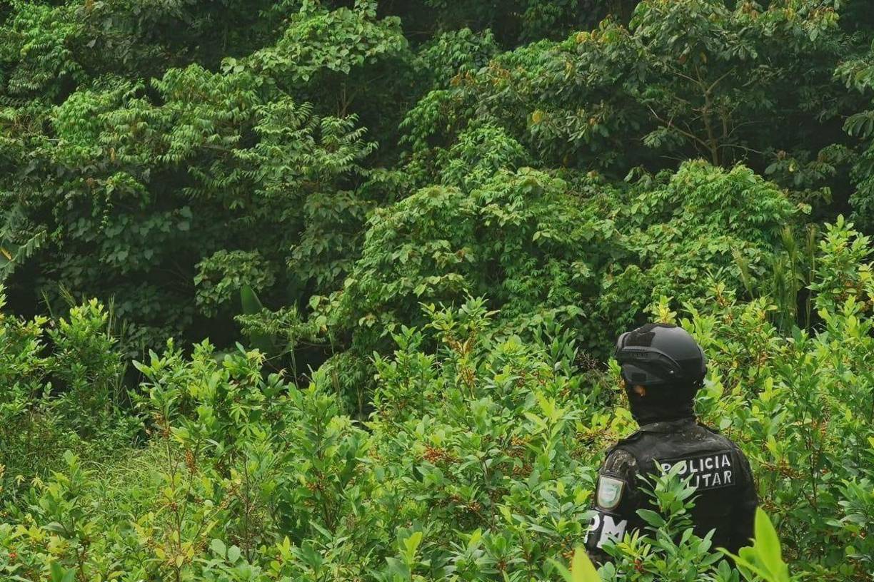 En lo que va de 2024 la institución castrense ha informado de la incautación de más de tres millones de arbustos de hoja de coca y alrededor de seis toneladas de cocaína.