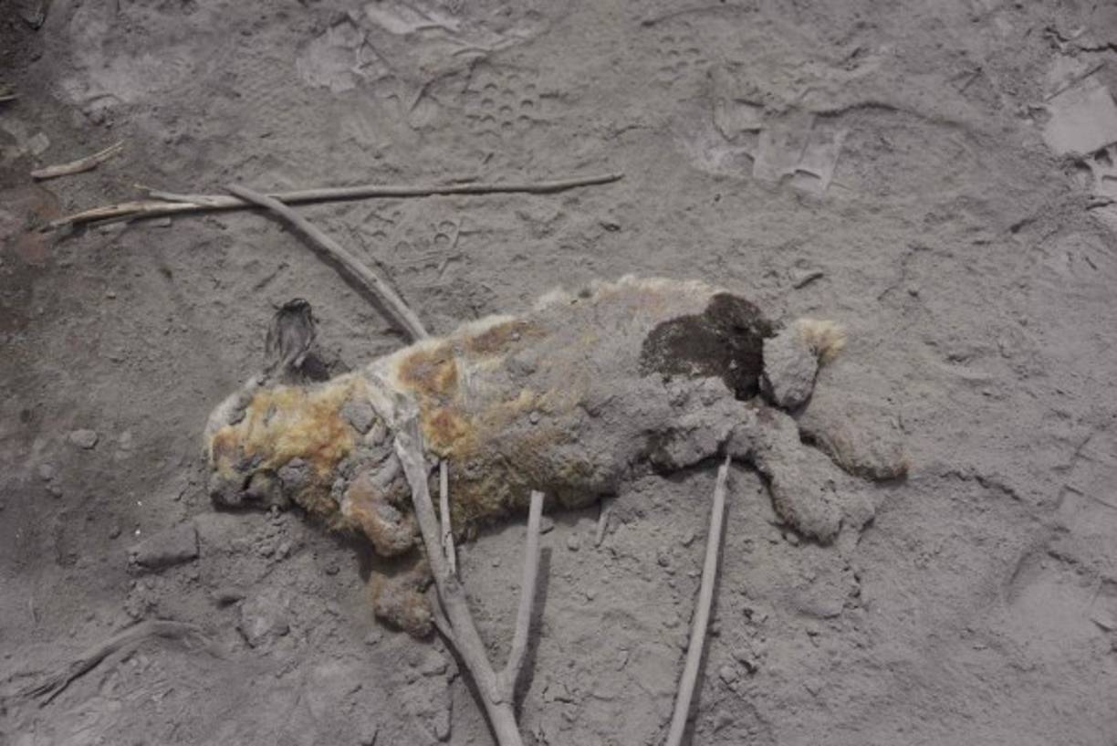 Los animales también fueron víctimas de la furia del volcán de fuego que hizo erupción el pasado domingo y que este martes continúa en actividad.