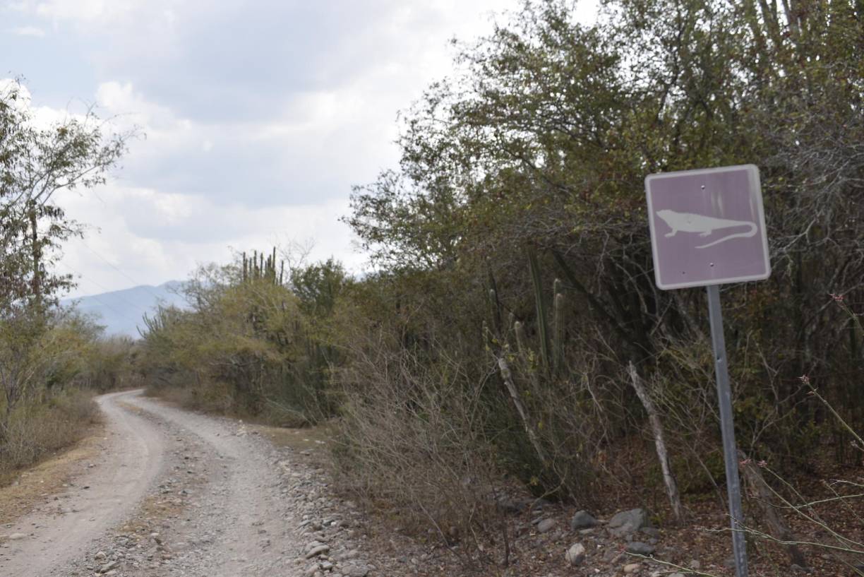 El acceso es transitable, y está a un kilómetro de la carretera pavimentada. La protección de las especies es una de las advertencias en todo el camino.